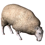 Sheep